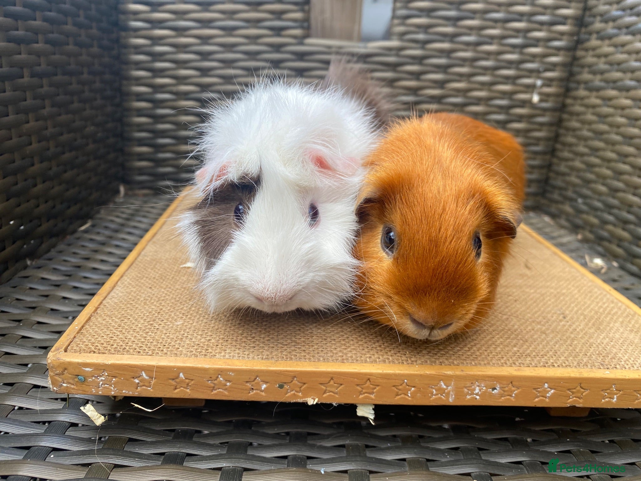Guinea Pig rodents Bonded pairs of guinea pigs available now - Advert 1