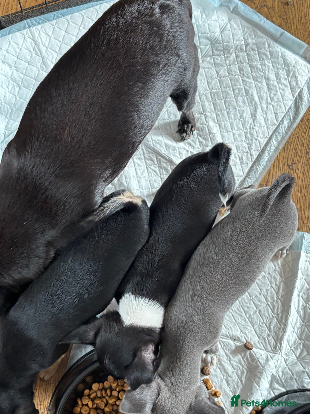 Chihuahua dogs for sale: 10 week old Chihuahua puppies. - Image 11