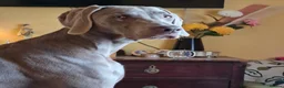 Weimaraner dogs for sale: Weimaraner KC REGISTERED 1yr Girl.  - Advert 5
