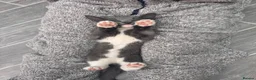 Mixed Breed cats for sale: Ragdoll cross Russian blue kittens in Barnet - Advert 4