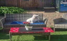 French Bulldog dogs for sale: Blanco ❤️ lovely boy looking for new home 😇 - Image 5