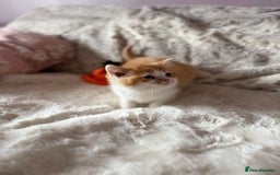 British Shorthair cats for sale: Quality British Shorthair kittens  - Image 12