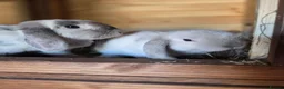 Mini Lop rabbits for sale: Pure bred mini lop bunnies - Advert 13