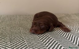 Miniature Dachshund dogs for sale: KC Long haired miniature dachshund puppies - Image 8