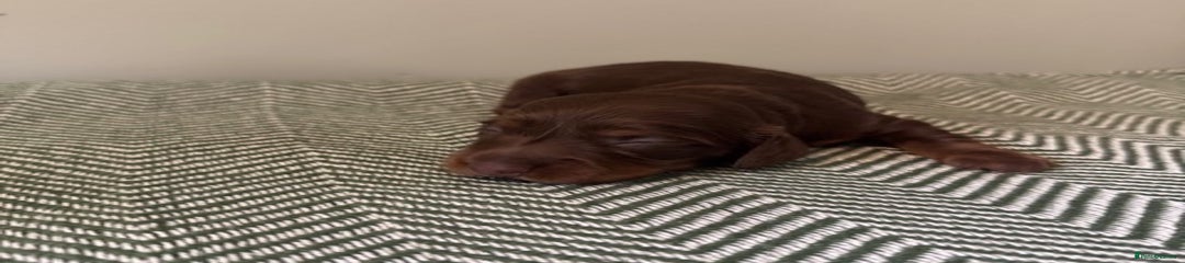 Miniature Dachshund Puppy 4