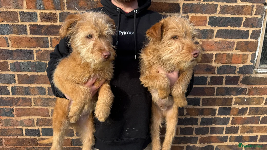 Soft Coated Wheaten Terrier dogs for sale: Irish wheaten terriers (Not soft coated)  - Advert 4