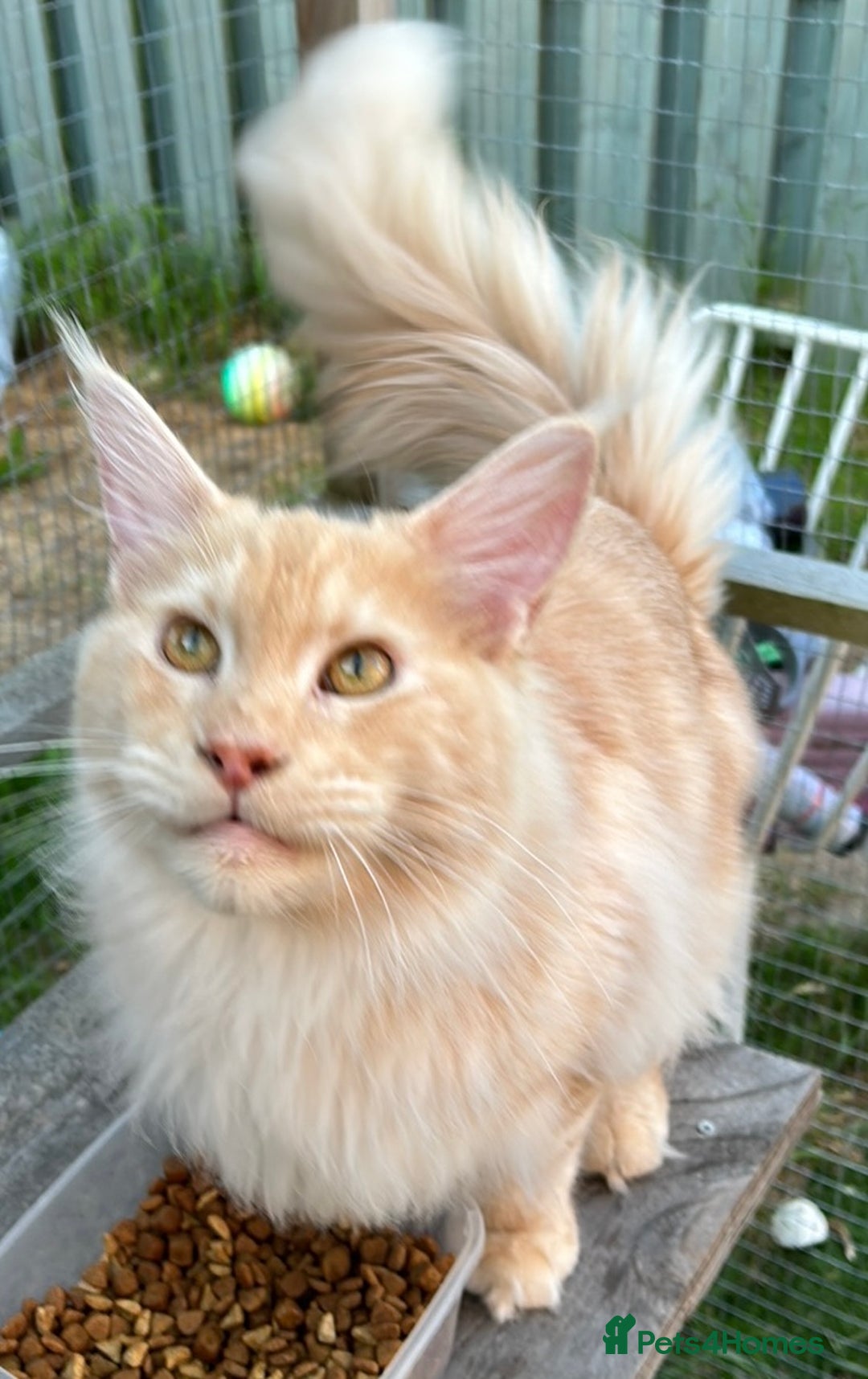 Maine Coon cats for sale: Active Maine Coon Stud for sale - Image 8