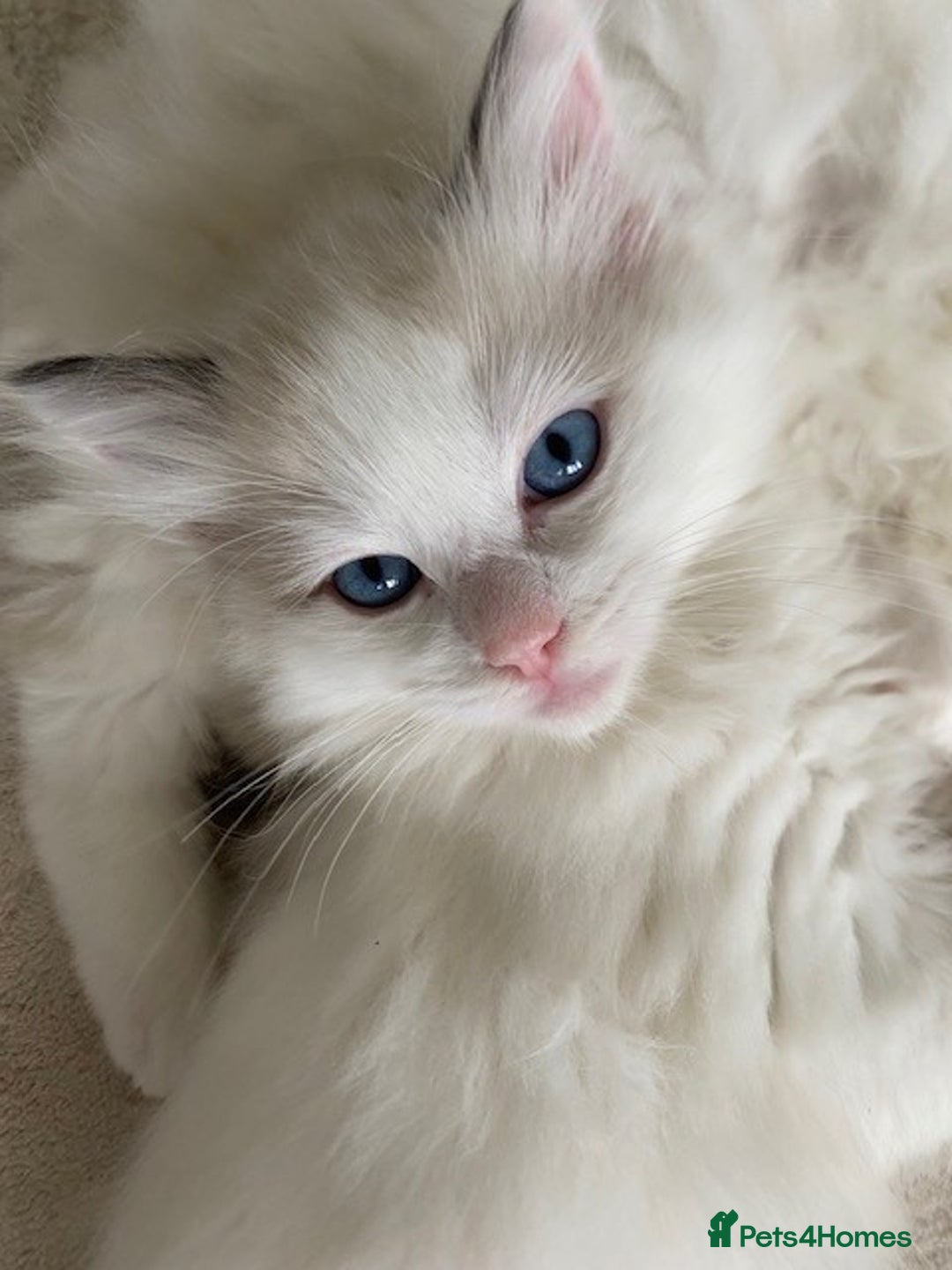 Ragdoll cats for sale: TICA REGISTERED PUREBRED RAGDOLL KITTENS AVAILABLE - Advert 31