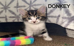 Mixed Breed cats for adoption: DONKEY AND SHREK - Image 2