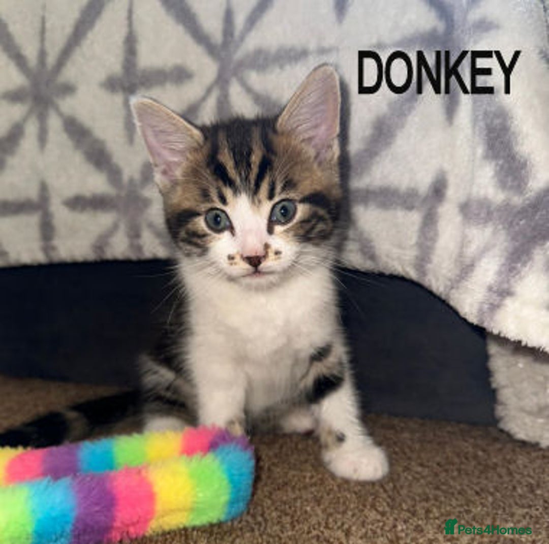Mixed Breed cats for adoption: DONKEY AND SHREK - Image 2