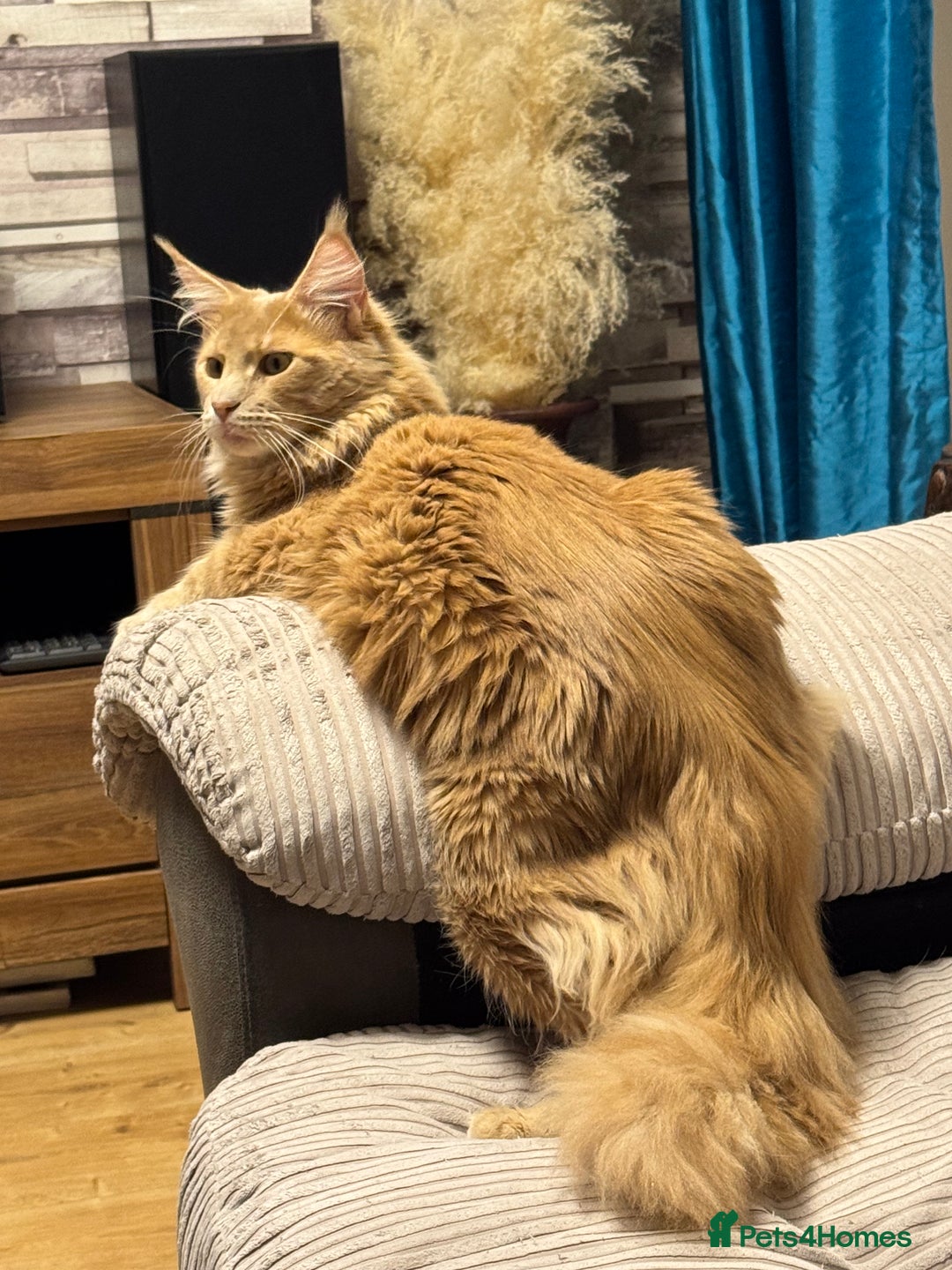 Maine Coon cats for stud: Pedigree active registered Maine coon boy for stud - Advert 4
