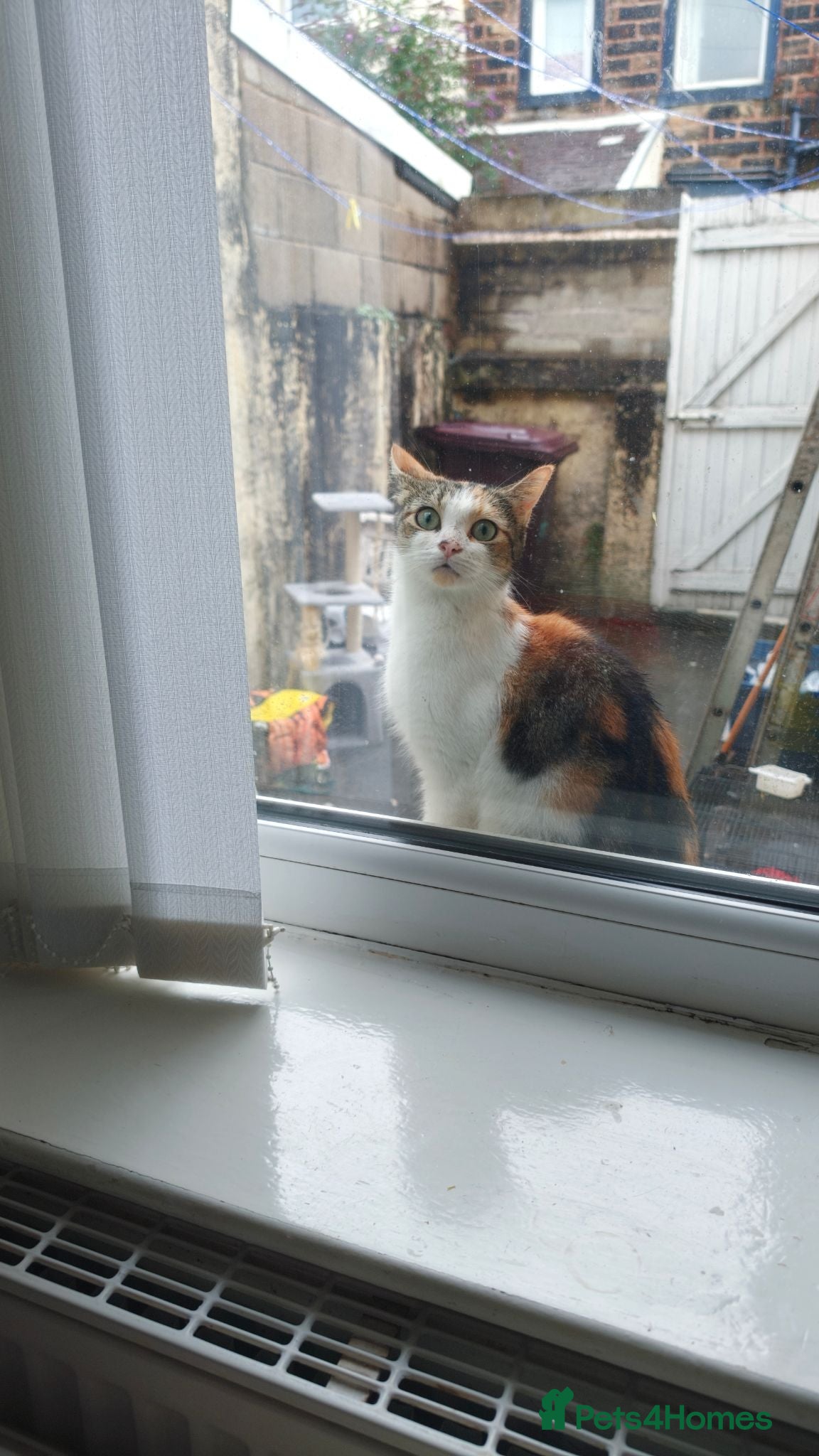 Mixed Breed cats Cat for sale - Advert 2