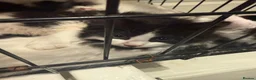 British Longhair cats for sale: 4 kittens british long hair  - Advert 4