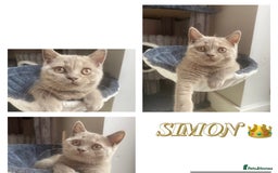 British Shorthair cats for sale: 🐾 TOP QUALLITY LILAC BSH reg GCCF purebred 🐾 - Image 33