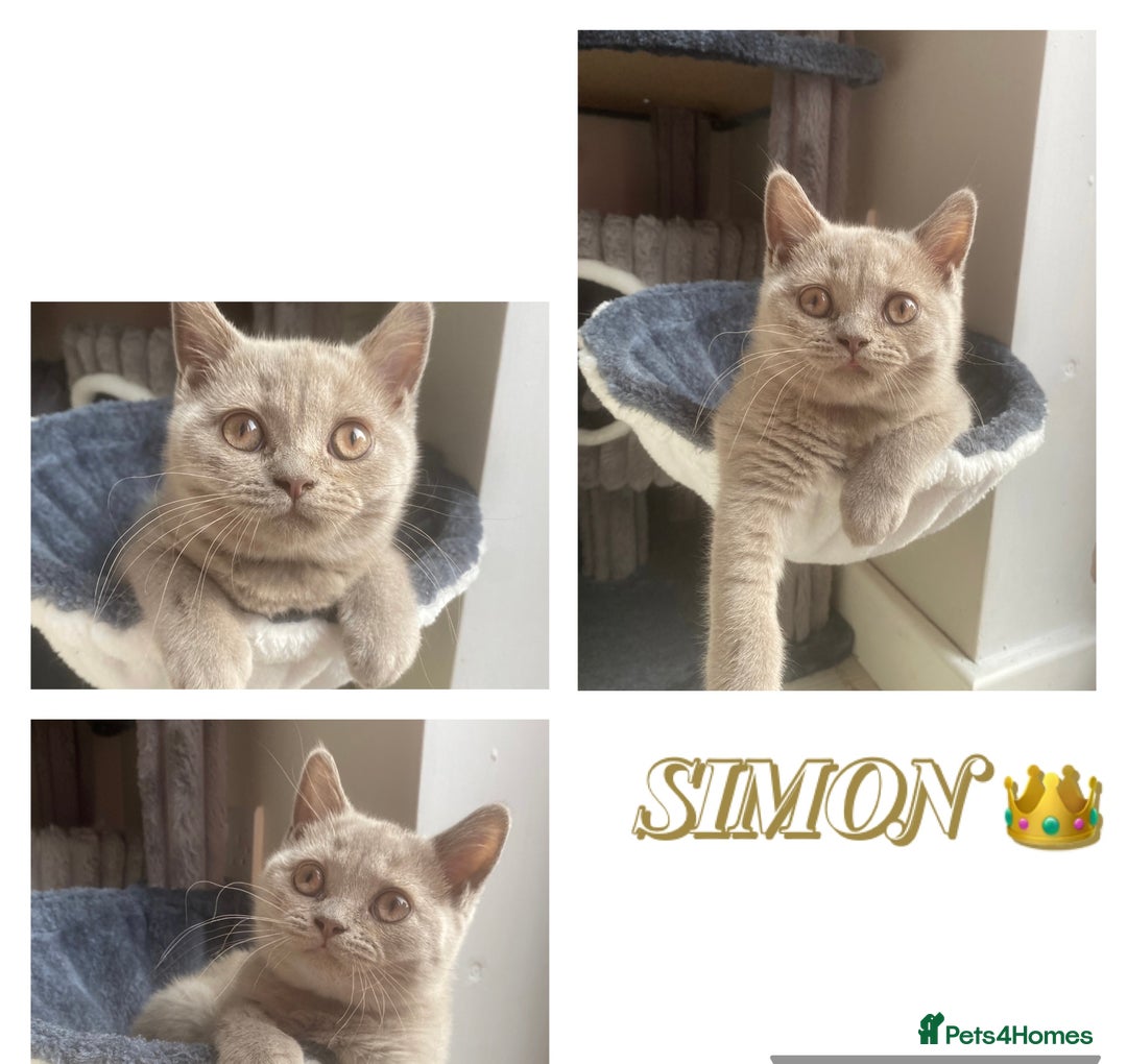 British Shorthair cats for sale: 🐾 TOP QUALLITY LILAC BSH reg GCCF purebred 🐾 - Image 33