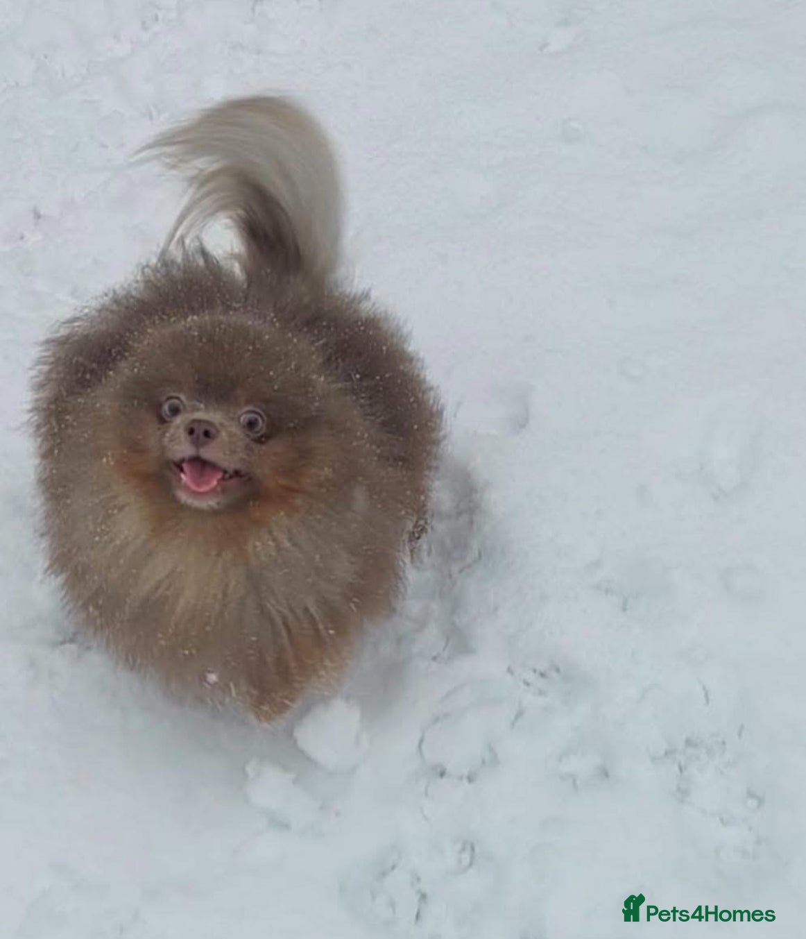 Pomeranian dogs Lilac and orange tan teddy Bear🪻🍊 - Advert 1