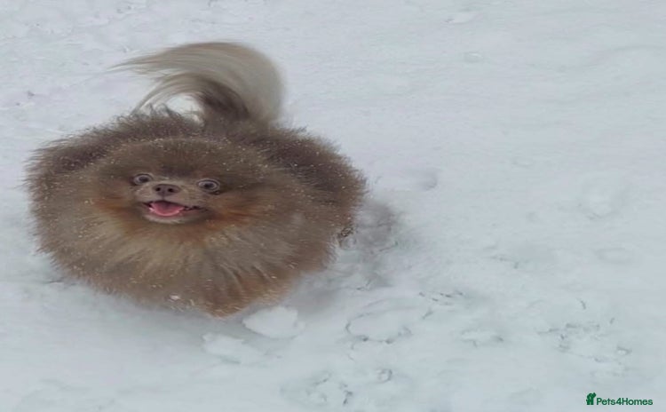 Pomeranian dogs - Advert 5