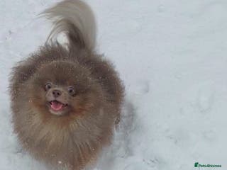 Pomeranian dogs Lilac and orange tan teddy Bear🪻🍊 - Advert 5