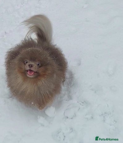 Pomeranian dogs Lilac and orange tan teddy Bear🪻🍊 - Advert 1