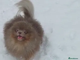 Pomeranian dogs Lilac and orange tan teddy Bear🪻🍊 - Advert 23