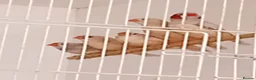 Finches birds for sale:  isabel zebra finches  - Advert 1