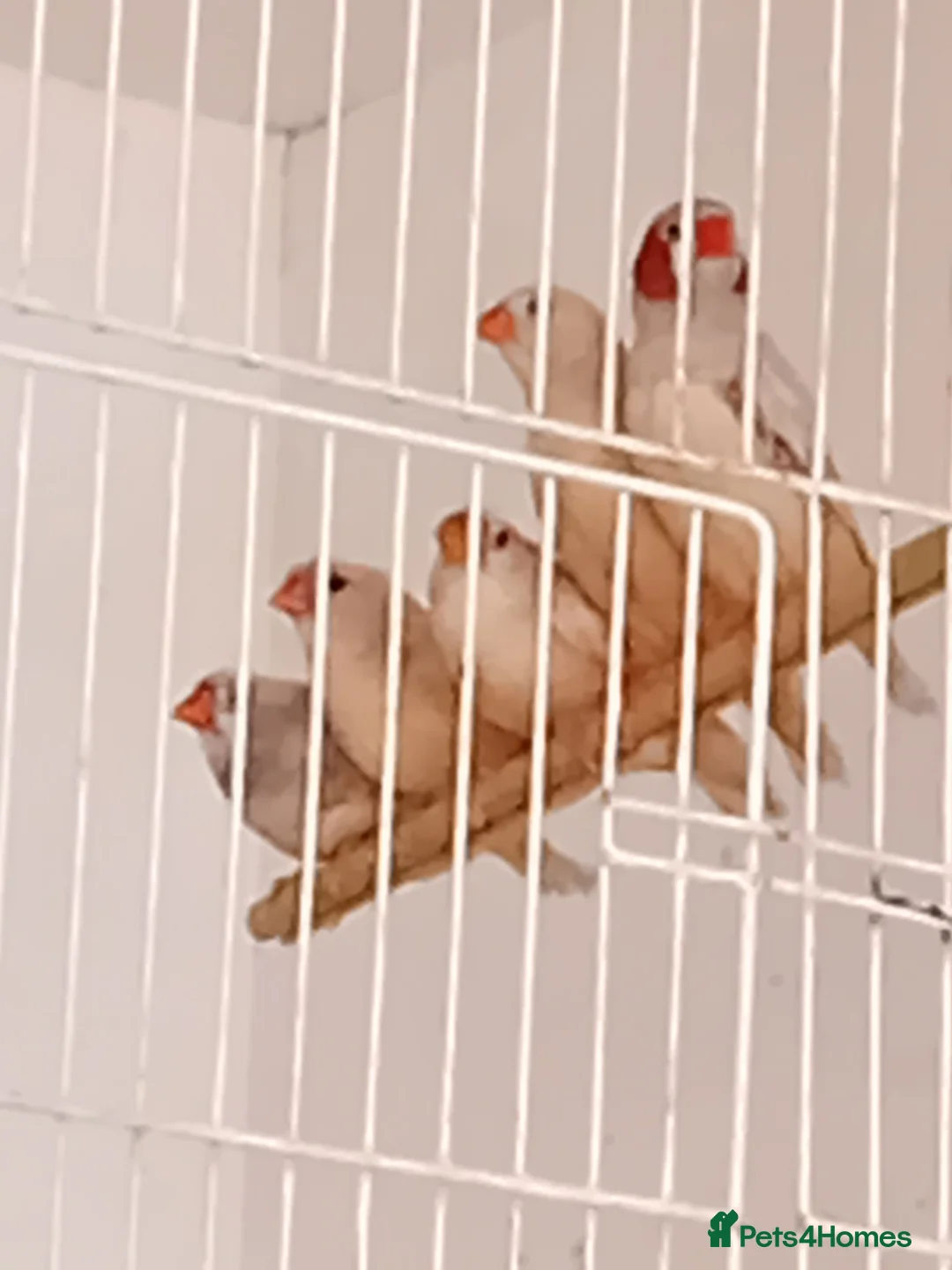 Finches birds for sale:  isabel zebra finches  - Advert 1