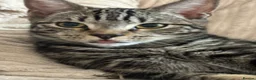 Mixed Breed cats for sale: 2 loving kittens needing a new home 🥰 in Cambridge - Advert 2