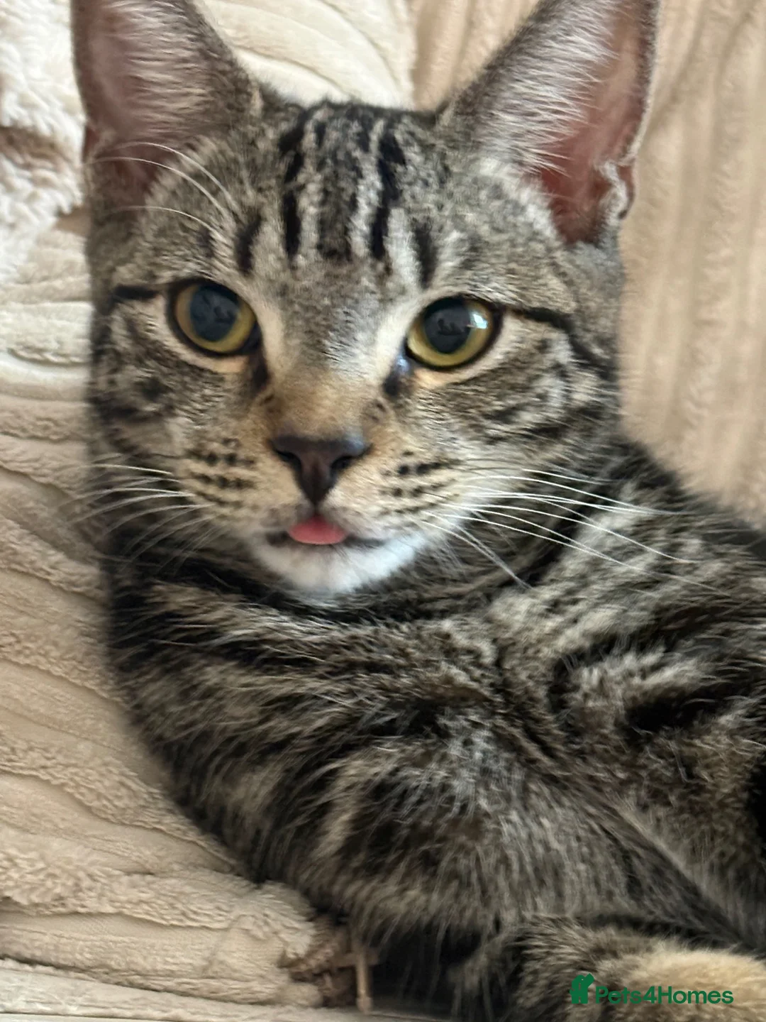 Mixed Breed cats for sale: 2 loving kittens needing a new home 🥰 in Cambridge - Advert 2
