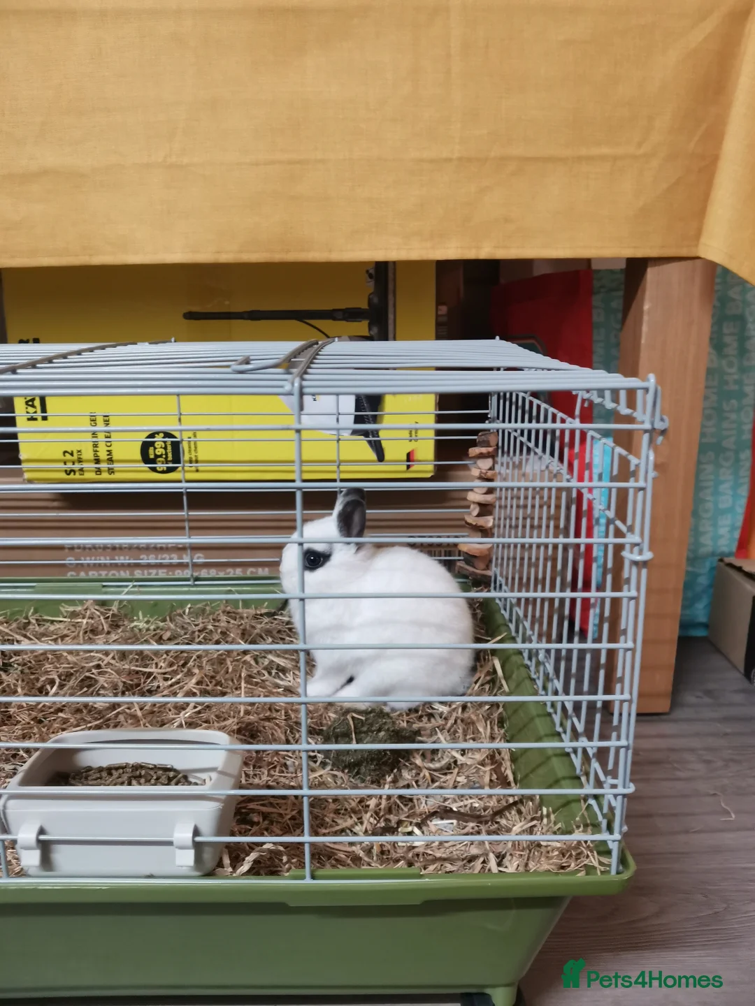 Netherland Dwarf rabbits for sale: Netherland Dwarf Rabbit  - Advert 12