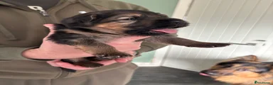 German Shepherd Puppy 6