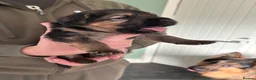 German Shepherd dogs for sale: 7 beautiful pups - Advert 3