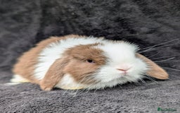 Mini Lop rabbits for sale: ❤️🐰Mini lop bunnies🐰❤️ - Image 5