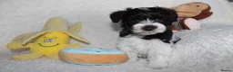Miniature Schnauzer dogs for sale: KC Reg Chocolate Parti/Wheaten Miniature Schnauzer - Advert 14
