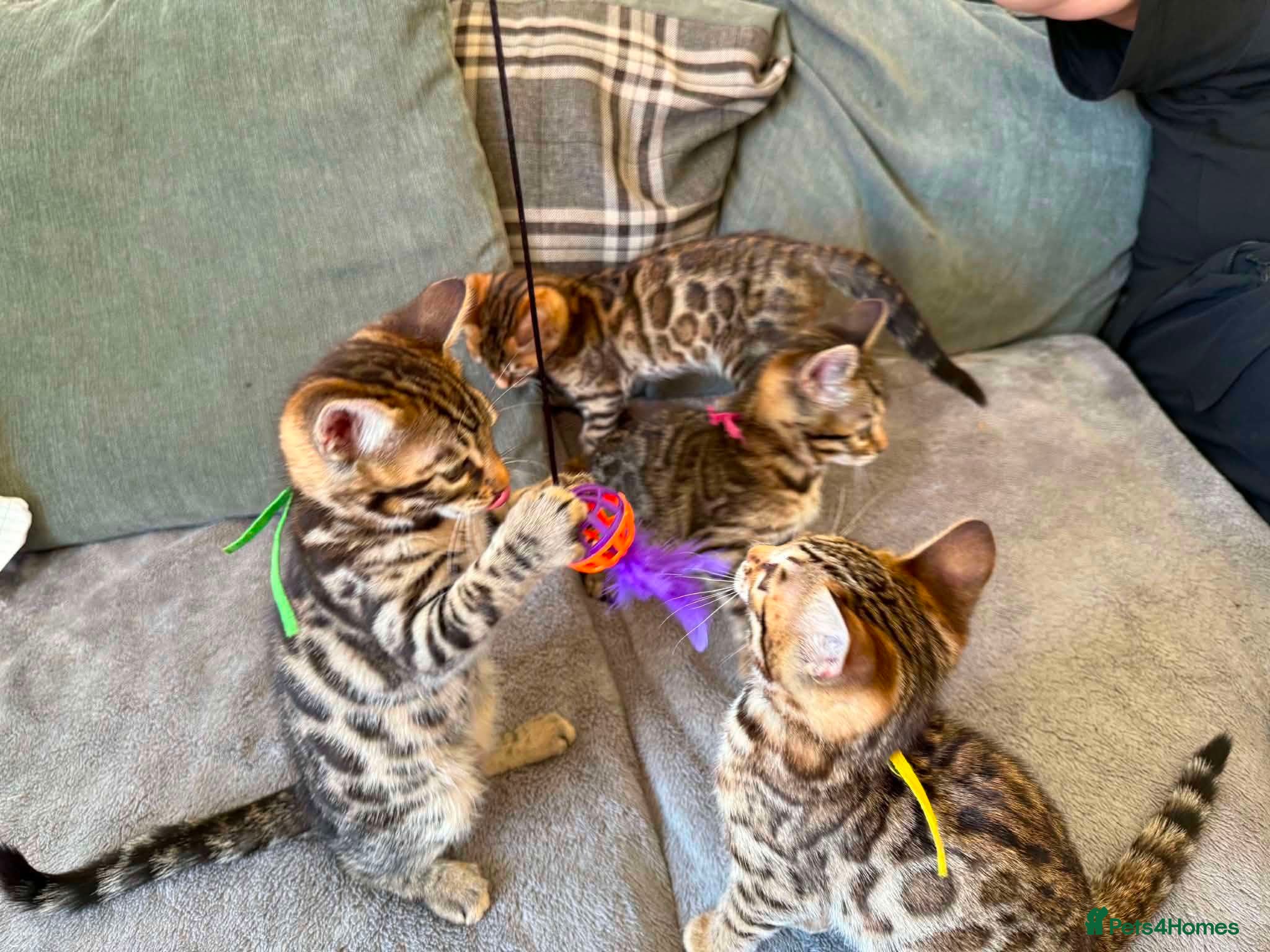 Bengal cats for sale: TICA Rare Snow & Charcoal carrying Bengal kittens! - Advert 21