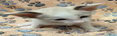 Siamese 3