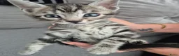 Mixed Breed cats for sale: Mixed bengal kittens - Advert 20