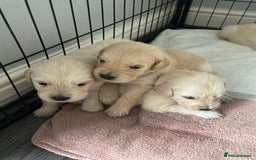 Golden Retriever dogs for sale: Quality KC golden retriever puppies  - Image 23