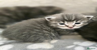 Ragdoll cats Ragdoll cross kittens  - Advert 3