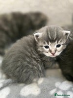 Ragdoll cats Ragdoll cross kittens - Advert 7