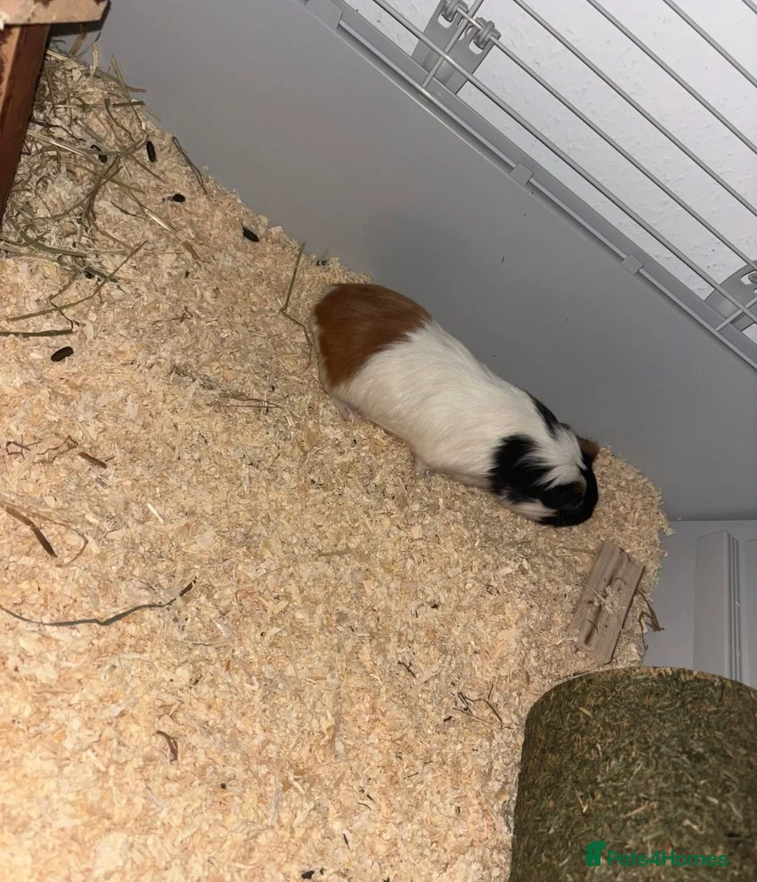 Guinea Pig rodents for sale: 2 male guinea pigs  - Advert 2