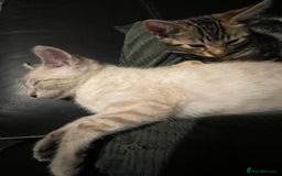 Bengal cats for sale: Part Snow Bengal Kitten - Image 2
