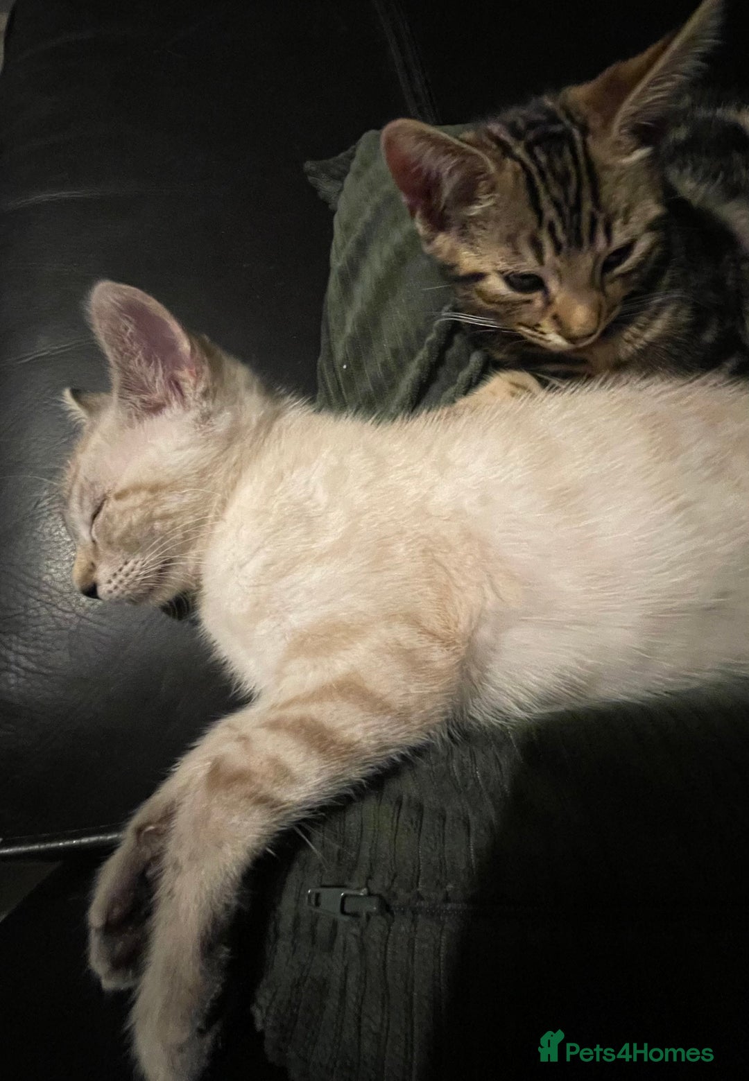 Bengal cats for sale: Part Snow Bengal Kitten - Image 2