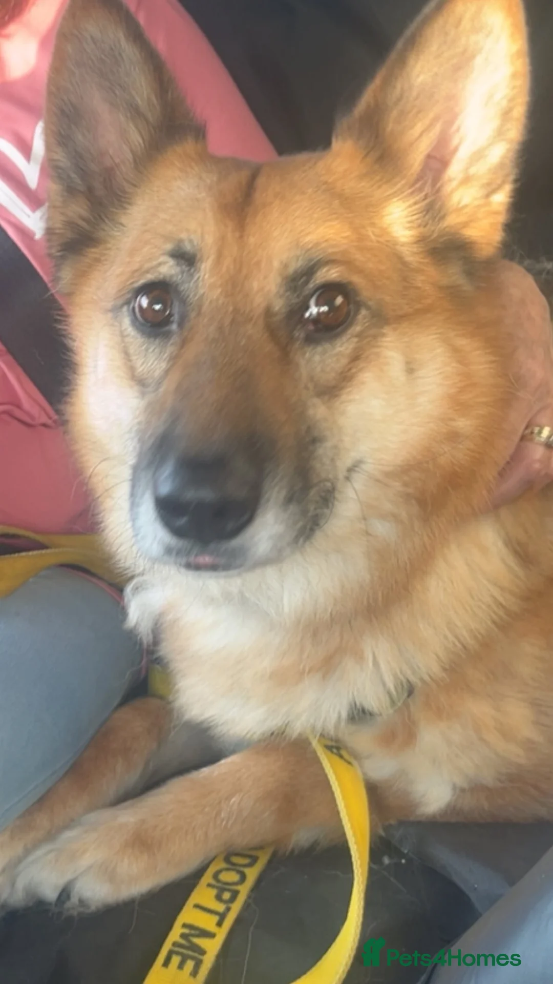Mixed Breed dogs for adoption: ❤️LEIA❤️-loyal 5 yo GSD ready for true home - Advert 4