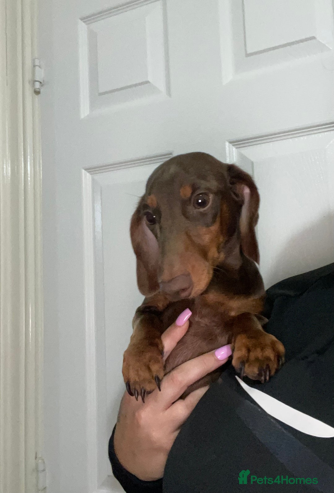 Miniature Dachshund dogs for stud: 🦖RAVENOUS REX🦖 in Worcester - Image 5