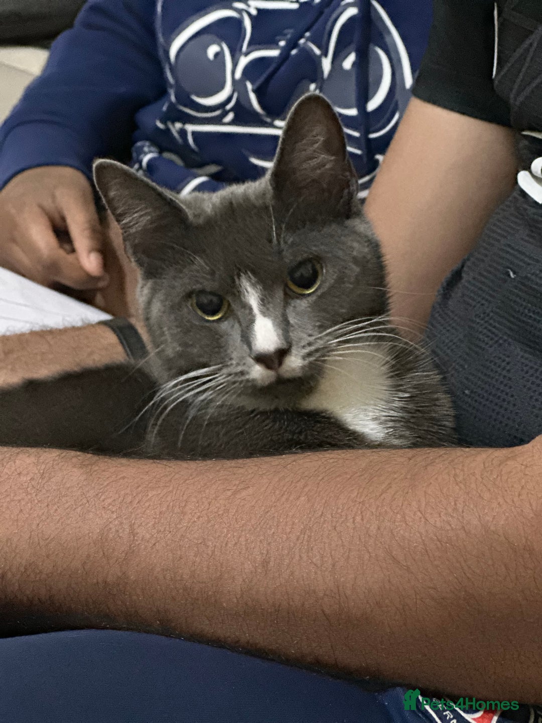 Domestic Shorthair cats for sale: Storm  - Image 2
