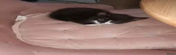 Mixed Breed cats for sale: Kitten's  in Stockport - Advert 7