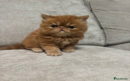 Persian cats for sale: Stunning Persian babies  - Image 1