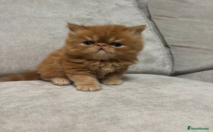 Persian cats - Advert 10