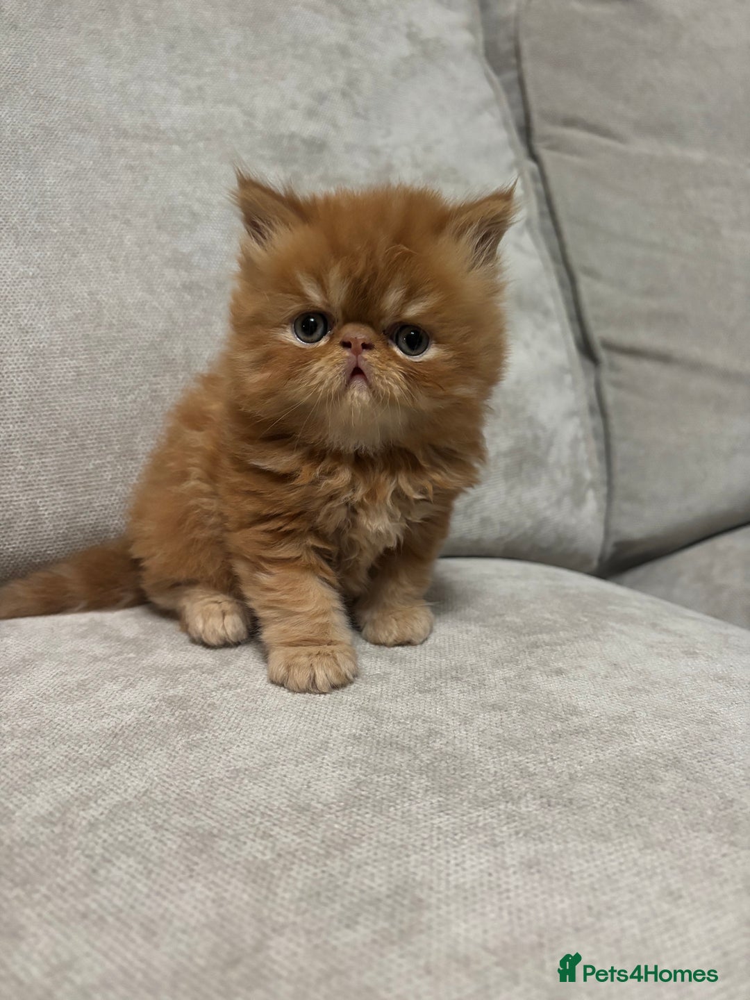 Persian cats for sale: Stunning Persian babies  - Image 1