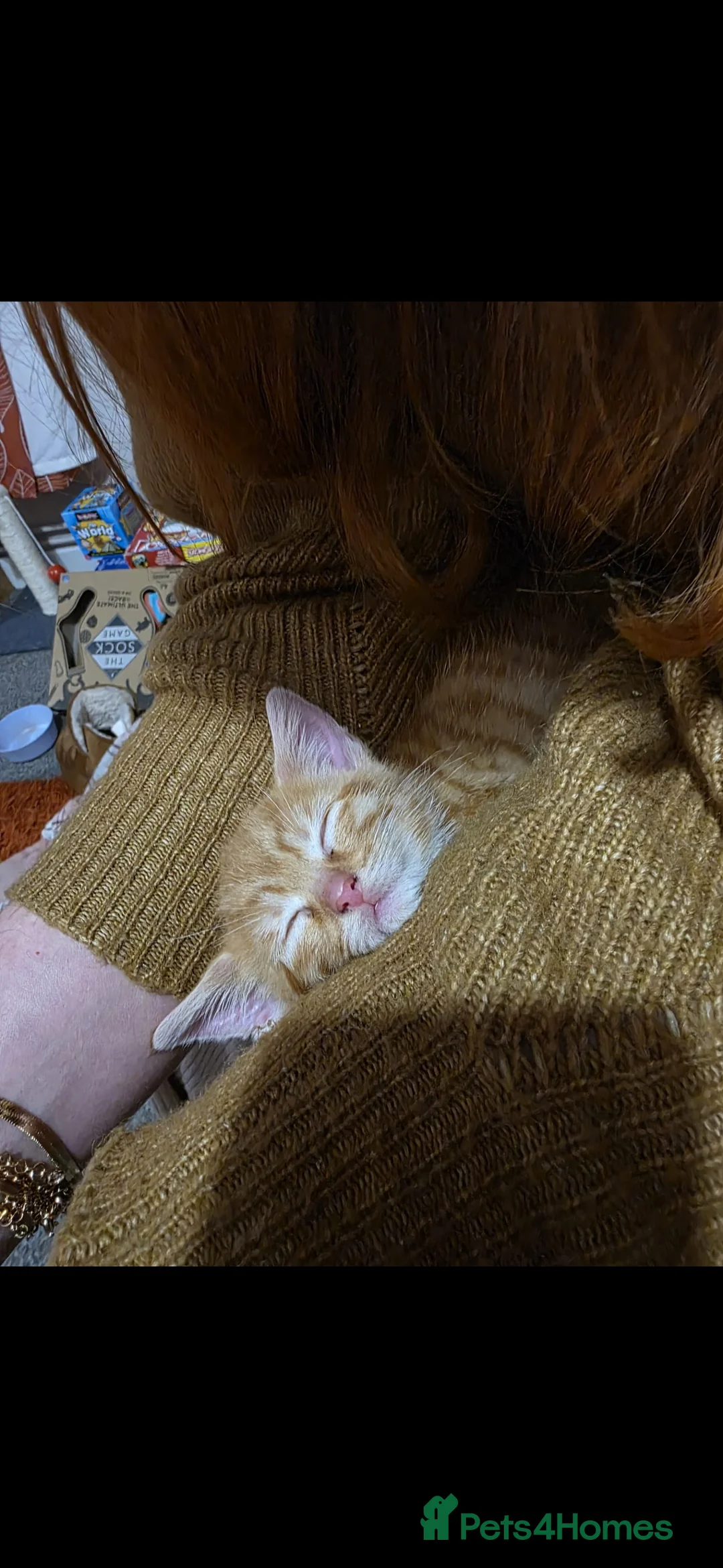 Mixed Breed cats for sale: 10 week old kittens (ready by 5th march) - Advert 24